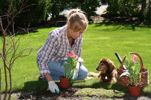 Professional gardener shaping a hedge in Golders Green