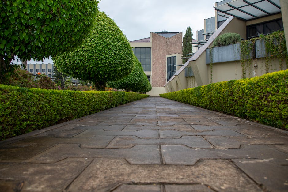 A neatly trimmed, spherical green shrub situated atop a low hedge in a well-maintained garden. The hedge below the shrub has a uniform, dense texture with small, vibrant leaves. The garden setting fea